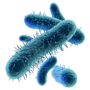 Microscopic View of CyanColored Bacteria Rod Shapes with Flagella png