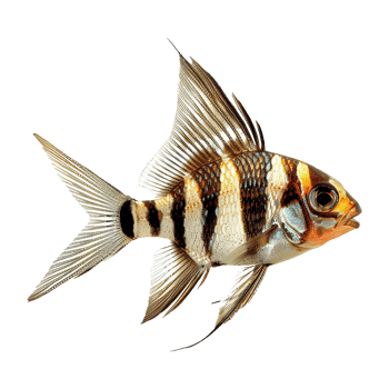 Striped Angelfish Freshwater Aquarium Fish Detailed Closeup View png