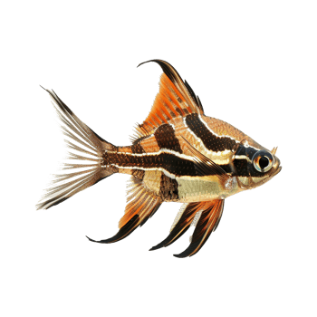 Striped Angelfish Stunning Aquatic Life Detailed Closeup View png