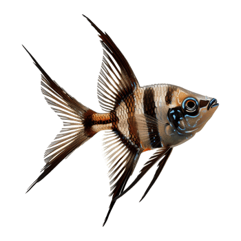 Striking Freshwater Angelfish Displaying Vibrant Brown and White Stripes Against a Neutral Background png