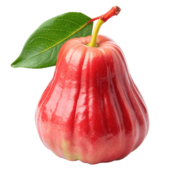 Vibrant Red Rose Apple with Green Leaf Isolated on Black Background a Closeup Studio Shot of a Single Wax Apple png