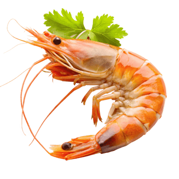 A Delicious Cooked Shrimp with Fresh Cilantro Garnish Ready to Eat png