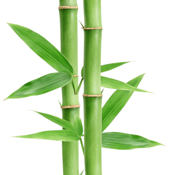 Closeup of Two Lush Green Bamboo Stalks with Vibrant Leaves Against a Black Background png