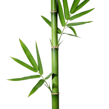 A vibrant green bamboo stalk with lush leaves against a stark black background png