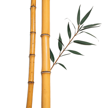 Closeup of Two Bamboo Stalks and a Sprig of Green Bamboo Leaves Against a Black Background png