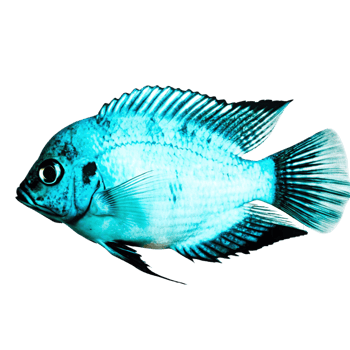Stunning Turquoise Electric Blue Cichlid Fish Aquatic Life Underwater Photography png
