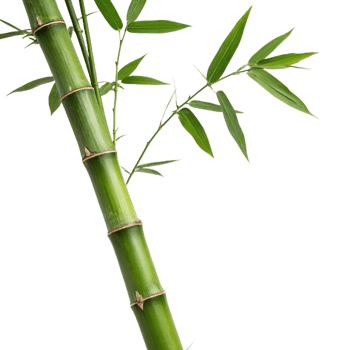 Closeup of a green bamboo stalk with lush leaves png