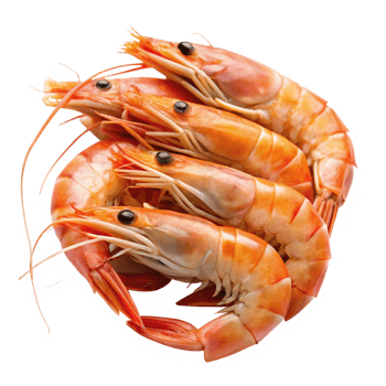 Closeup of four succulent cooked prawns arranged together showing their vibrant orange color and intricate details png