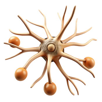 impressive classic Neuron Growth Timelapse Illustration Transparent Background authentic png