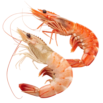 Two Freshly Cooked Shrimp Displayed Against a Black Background png
