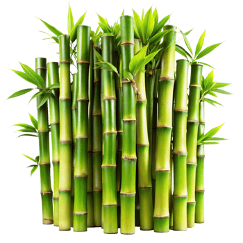 A Lush of Vibrant Green Bamboo Stalks and Leaves png