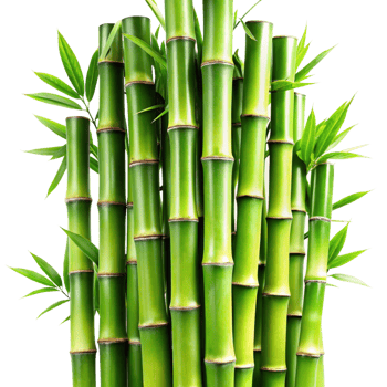 Vibrant Green Bamboo Stalks and Lush Leaves Against a Black Background png