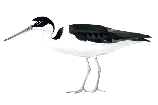 Black And White Bird Profile png