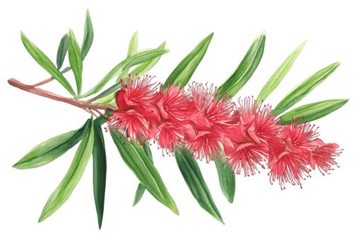 Close Up Decorative Pink Flower Branch With Green Leaves png