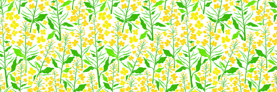 Canola field. Yellow rape plants with colza flower vector