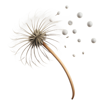 vibrant creative A single dandelion seedhead with seeds blowing in the wind, soft, diffused light, ethereal, delicate style authentic png