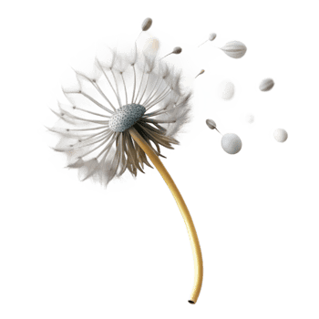 stunning creative A single dandelion seedhead with seeds blowing in the wind, delicate, ethereal, soft focus original png