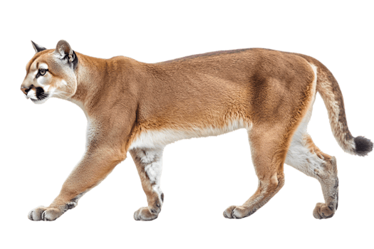 Cougar Profile Walking Against Black Background png