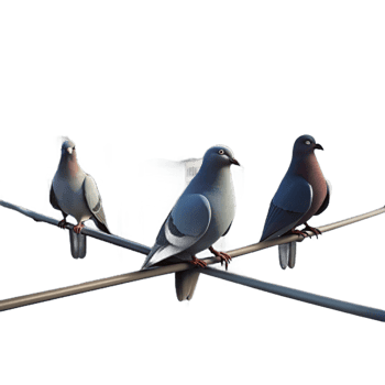 stunning contemporary A group of pigeons perched on a telephone wire, silhouetted against a hazy cityscape. Urban wildlife style, soft lighting high quality png