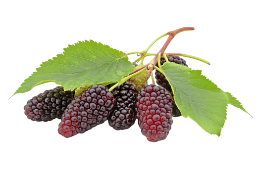 Fresh Mulberry Berries On Branch With Green Leaves png