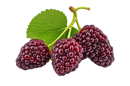 Fresh Mulberry Berries With Leaves On Branch png