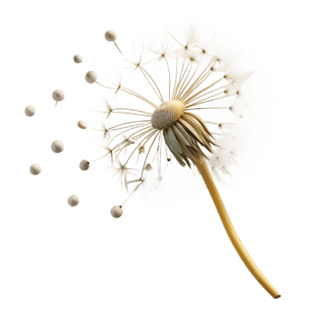 vibrant rustic A single dandelion seed head with seeds blowing in the wind, delicate details, soft lighting, nature photography style genuine png