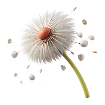 elegant modern A single dandelion seedhead in the process of dispersing its seeds, windblown effect, delicate and airy style original png