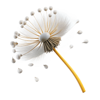serene contemporary A single dandelion seedhead in the process of dispersing its seeds, windblown effect, delicate and airy style premium png