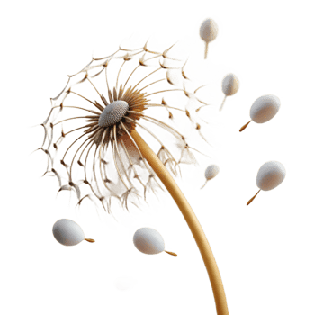 wonderful contemporary A single dandelion seedhead with seeds blowing in the wind, ethereal lighting, dreamy style, macro photography genuine png
