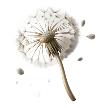 vibrant rustic A single dandelion seedhead with seeds blowing in the wind, ethereal lighting, dreamy style, macro photography detailed png