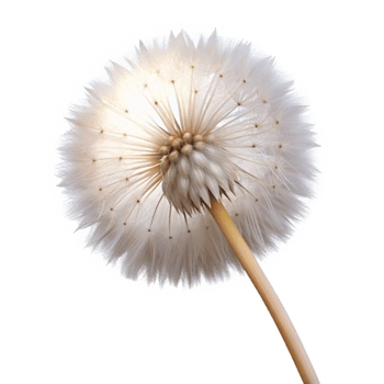magnificent modern A single dandelion seedhead, with delicate, fluffy seeds, backlit by a soft glow, dreamy style genuine png