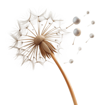 beautiful modern A single dandelion seed head with seeds blowing in the wind, delicate details, soft lighting, nature photography style exclusive png