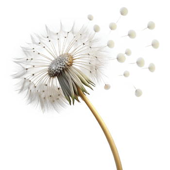 vibrant minimalist A single dandelion seed head with seeds blowing in the wind, delicate details, soft lighting, nature photography style 4K png