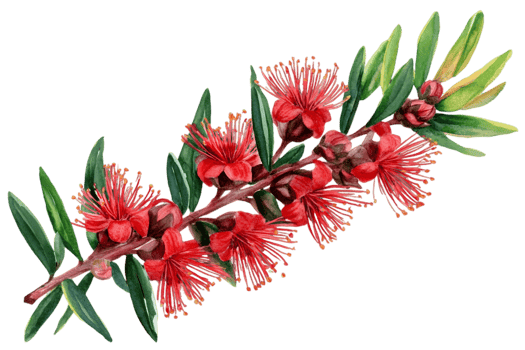 Red Flower Branch On Black Background png