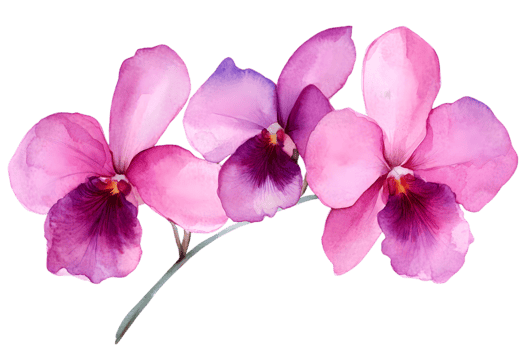 Pink And Purple Watercolor Orchids png