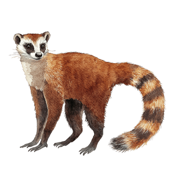 Watercolor painting depicting a solitary ring tailed raccoon like mammal png