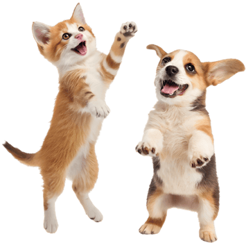 Cozy Kitten and Puppy Friendship Loving Companions. . png