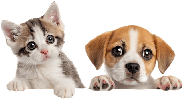 Sweet Kitten and Puppy Love Filled Bonding. . png