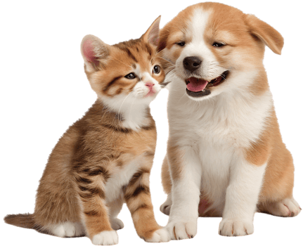 Cute Kitten and Puppy Precious Sweet Pose. . png