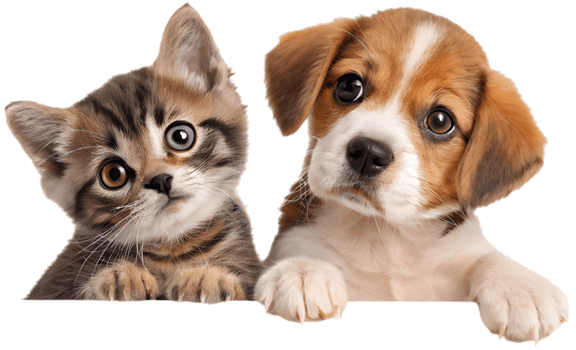 Lovable Kitten and Puppy Cheerful Friendship Scene. . png