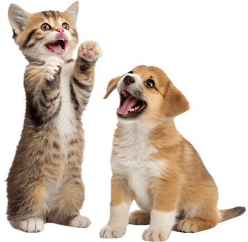 Smiling Kitten and Puppy Cuddly Cute Moment. . png