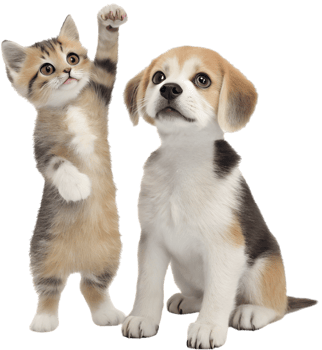 Happy Kitten and Puppy Cozy Cute Moment. . png