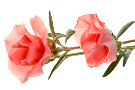 Two Peachy Pink Flowers On Stem png