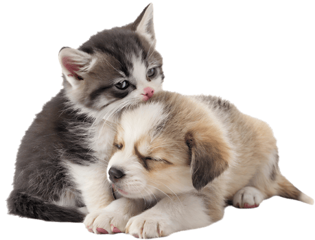 Cute Charm Kitten and Puppy Looking Adorable. . png