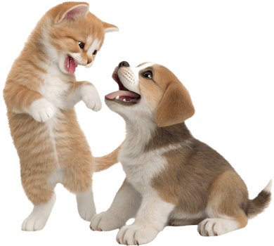 Sweet Pets Kitten and Puppy Displaying Affection. . png