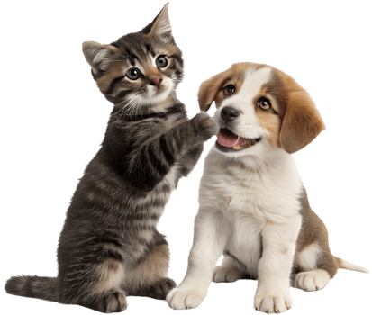 Best Friends Kitten and Puppy Together in Fun. . png
