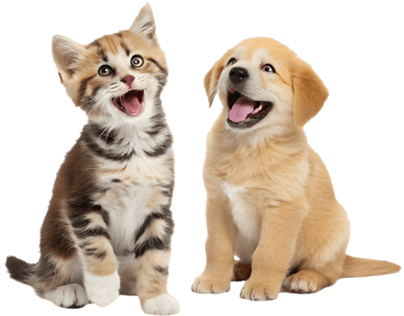 Happy Tails Kitten and Puppy Wagging with Excitement. . png
