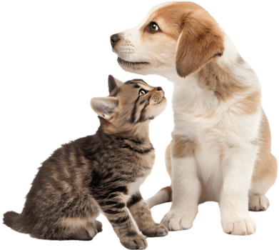 Small Kitten and Puppy Together in a Cozy Scene. . png