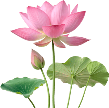 Beautiful Lotus Blossom Clipart for Artistic Expression. . png