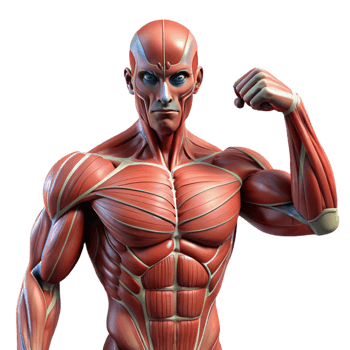dramatic creative Human muscular system augmented with artificial fibers and actuators, exhibiting a rippling, dynamic texture, in a biopunk style premium png